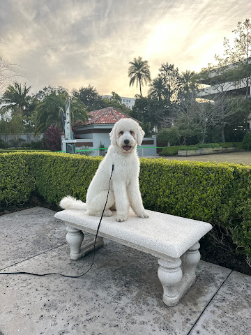 Sweet Bee K9 by null