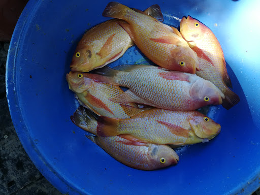 Tilapias de Montes de Oca - Thumbnail