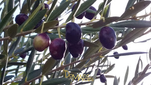 Photo n°11 de Domaine les Marcels à Rousset-les-Vignes (Moulin)
