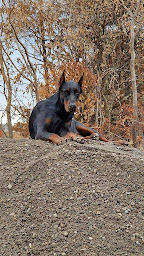 Photo n°1 de guidotti bois à Gallargues-le-Montueux (Magasin de bois de chauffage)