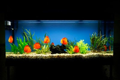Photos of MIS PECES DISCO