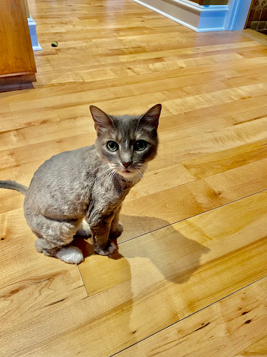 The Main Lion Cat Grooming Salon Gallery - United States