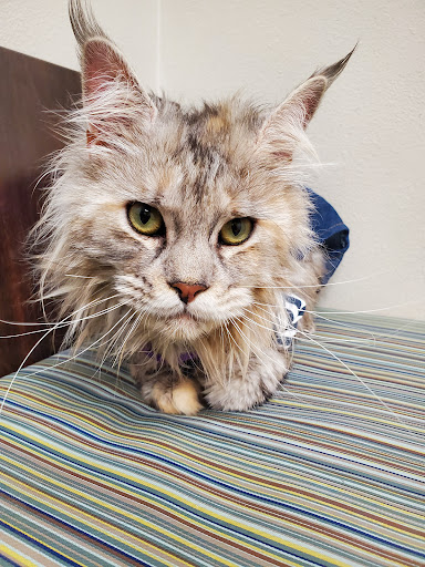 Strafford Veterinary Clinic - Thumbnail