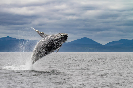 Neptune Wildlife Tours
