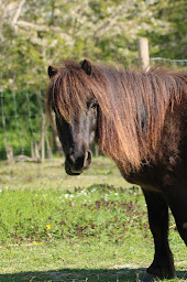 Photo n°8 de Ferme Pédagogique des Iriselles - Médiation animale à Jonchery-sur-Vesle (Association ou organisation)