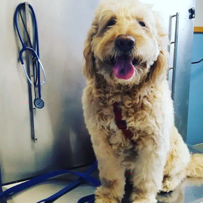 veterinary-care