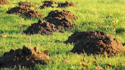 Gopher-Removal