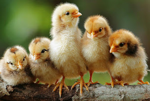 Photo n°18 de Marie Volaille 1937 à Saint-Maximin-la-Sainte-Baume (Ferme d'élevage)