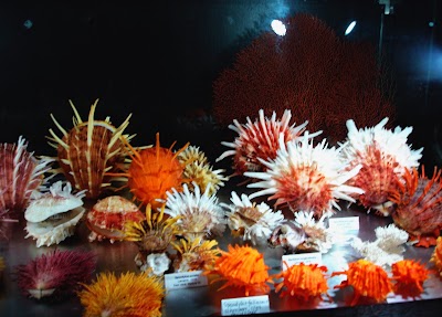 Photos of Bali Shell Museum