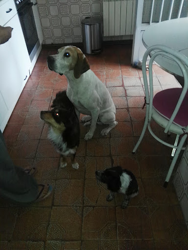 Clínica Veterinaria Cuéllar - Thumbnail