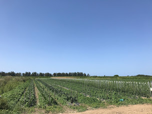 Photo n°4 de Pratali à Penta-di-Casinca (Agriculteur)