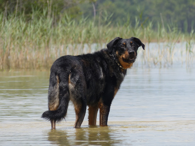 Éducateur canin Gambade72 Florence Gorget - Dresseur pour chiens