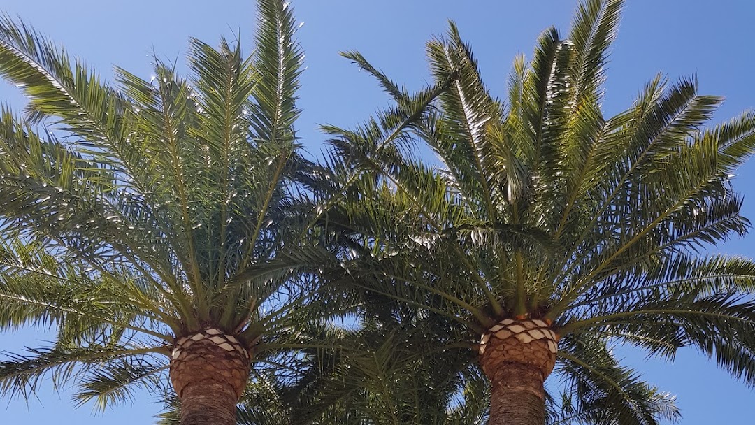 Gestión y mantenimiento de árboles y palmeras Vicente Sáez - Servicios De  Mantenimiento Arbóreo