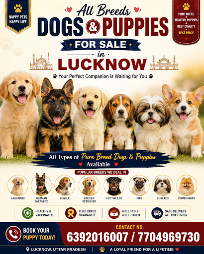 All breeds Dog's n Puppies available in Lucknow... post image