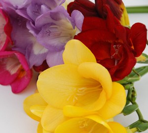 Guernsey Freesia Centre - Thumbnail