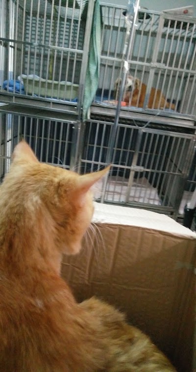 veterinary-care
