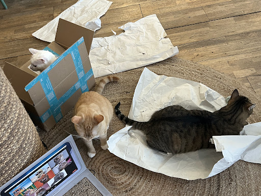 Kattencafé Skatjes Gallery - Netherlands