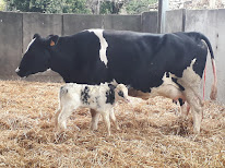 Cousyn Michel à Breuil-le-Vert