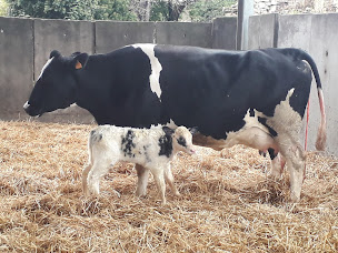 Photo n°1 de Cousyn Michel à Breuil-le-Vert (Élevage laitier)