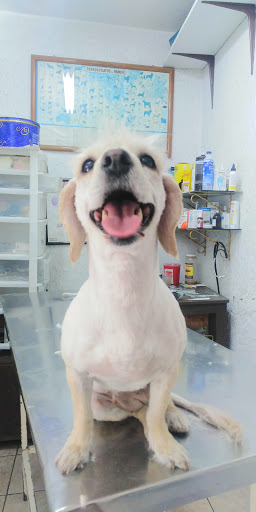 Policlinica veterinaria