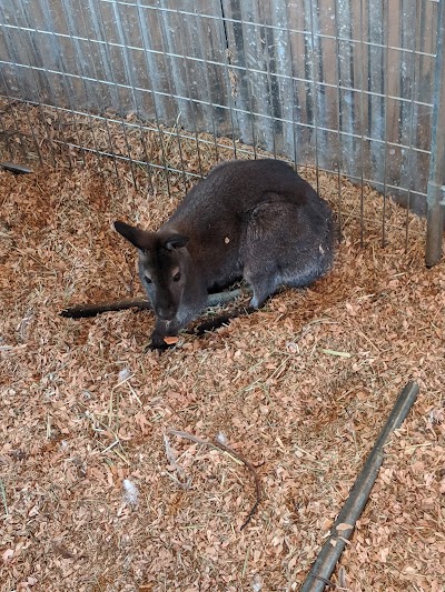 Newport Discovery Zoo