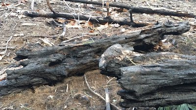 Photos of Joyce Kilmer Memorial Forest