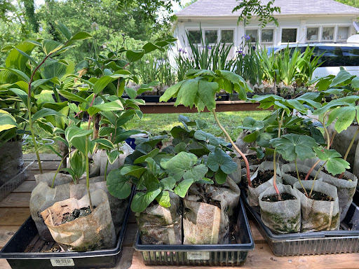 Plant Shack LLC Gallery - United States