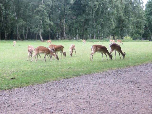 Hochwildpark Rheinland GmbH