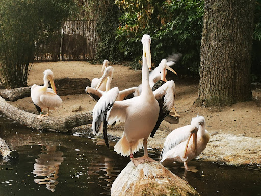 Pelican Walk through