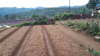 Photos of Delmar Estate TEA Factory