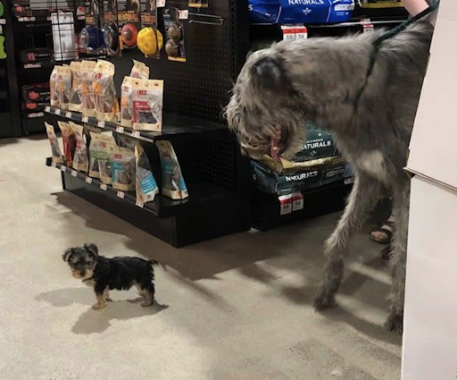 Pet Supplies Plus Baytowne - Thumbnail