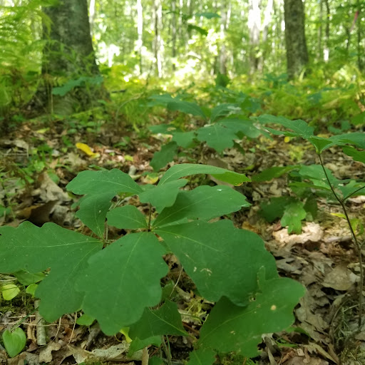 Mohegan State Forest - Thumbnail