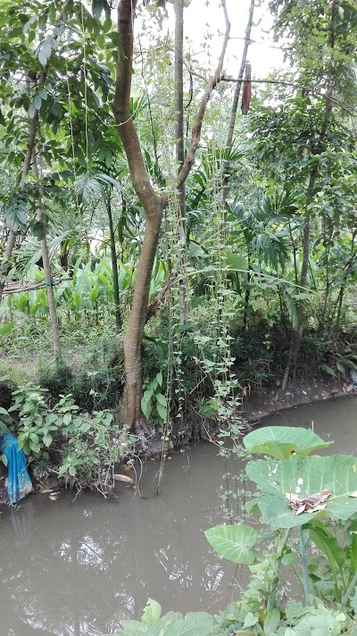 Photos of উত্তম বানিয়াপাড়া পুরাতন জামে মসজিদ