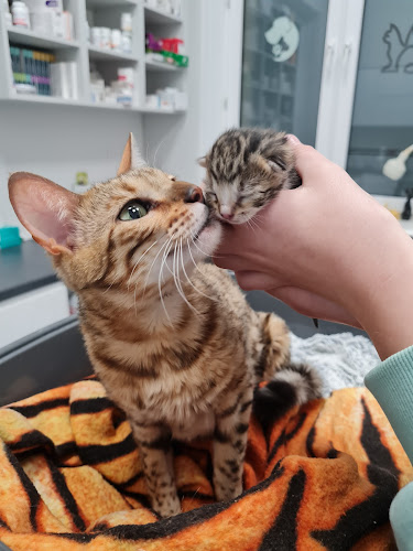 Gabinet weterynaryjny Animals-Vet