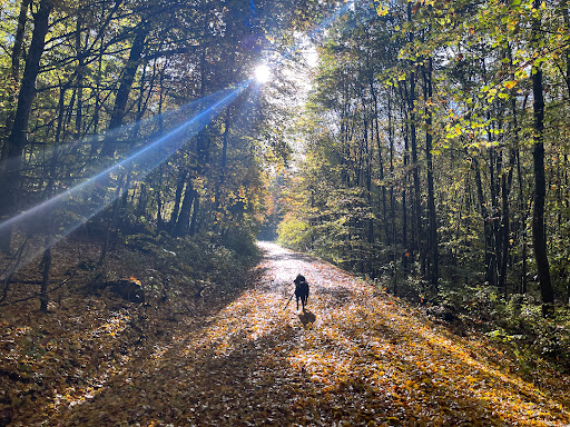 Wald Oberdürrbach - Thumbnail