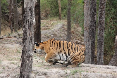 Photos of Tiger Tops