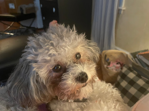 Seneca Trail Animal Hospital: Pat McHale DVM, Sylvia Isherwood DVM - Thumbnail