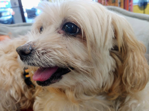 Sandy Paws - Visual