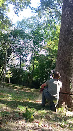 Photo n°8 de NOV ELAGAGE Lachevre Dimitri à Challans (Service d'élagage)