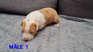 Photo n°2 de Élevage Des terres d'Arcadia à Thun-l'Évêque (Éleveur)