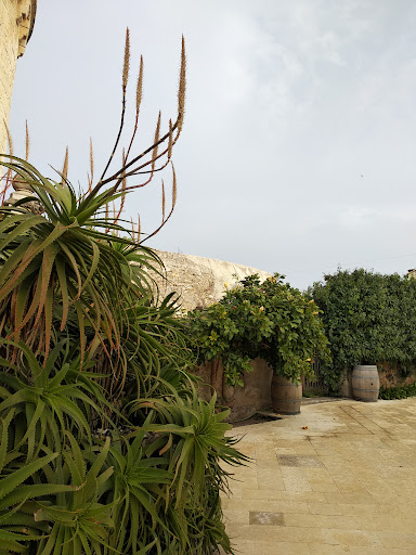 Giardino esotico e mediterraneo - al Castello del Solacium di Targia - Thumbnail