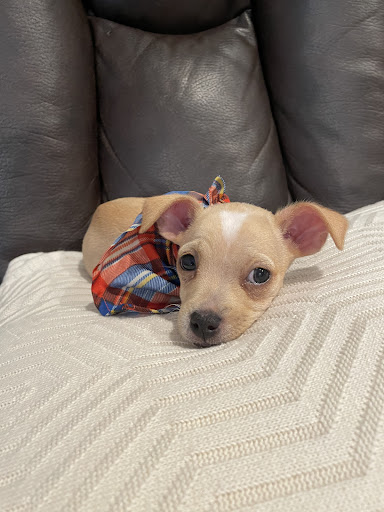 Our Last Hope Animal Rescue Society