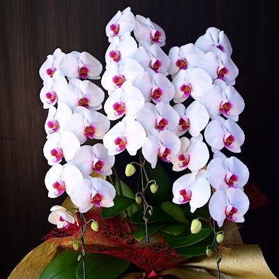 胡蝶蘭 スタンド花の花屋premiergarden プレミアガーデン 福岡店 Koga Shi Fukuoka 81 92 624 1901