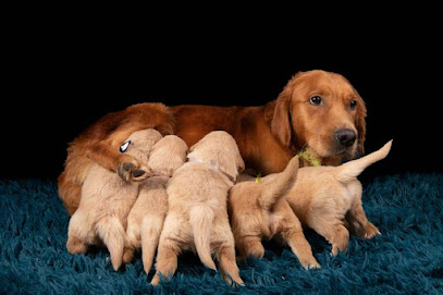 Allevamento Golden e Chihuahua Pavia - Chi Gold Pet In Love -