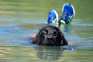 Photo n°4 de Club Canin de Sauvetage A l'eau'va à Saint-Chamas (Club de sport)