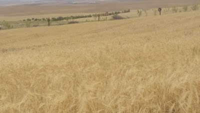 Photos of Metidji Domaine