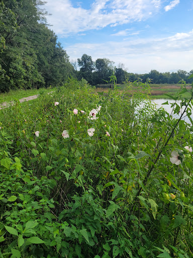 Wetland Loop Trail - Visual