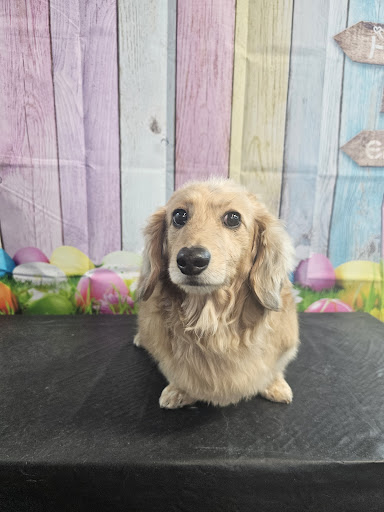 Canine Reflections - Visual