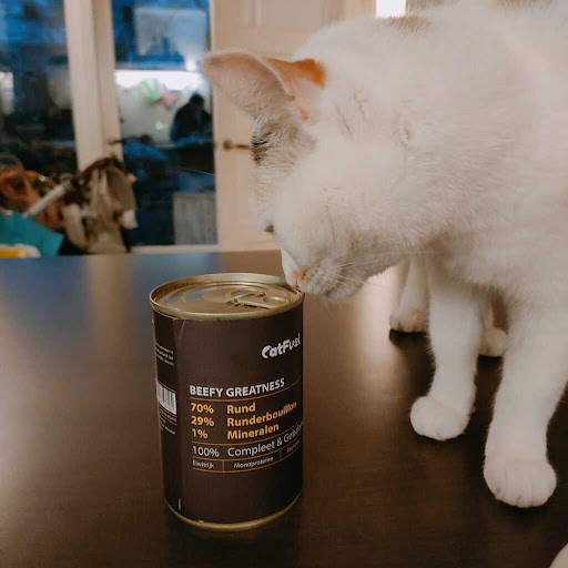 CatFuel - Visual