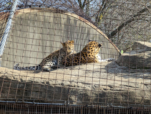 Big Cat Country